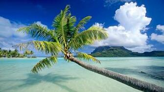 Beautiful Plants Wallpaper River Water Trees Nature