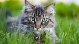 Pick A Kitten Or Cat Up By The Scruff Of Its Neck Only Mother Cats