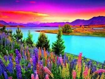 Flowers At Sunset Wallpaper