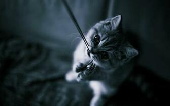 Black And White Cat Wallpaper