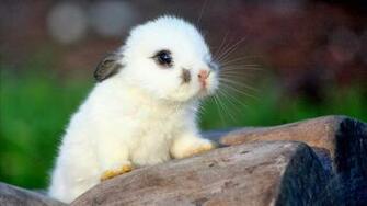 HD Wallpaper S Beautiful Baby Rabbits