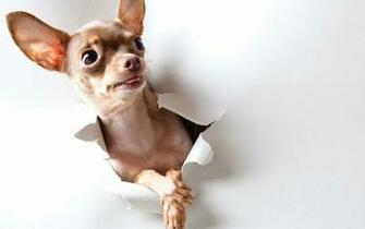 To Cute Puppy Wallpaper For Desktop Mobile Background Next Image