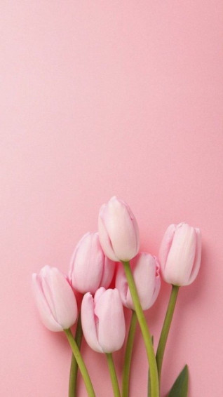 Spring Aesthetic Wallpaper For iPhone Kayla