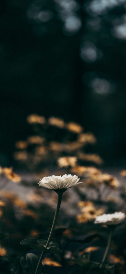 iPhone Flower Wallpaper