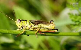 Dangrous Grasshopper Desktop Photo