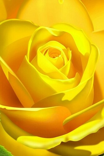 Yellow Roses iPhone Wallpaper Ipod Touch