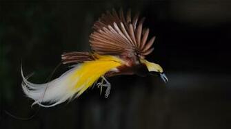 Bird Of Paradise Wallpaper Background
