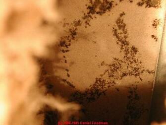 Black Mold White Green Yellow Pictures Aid In