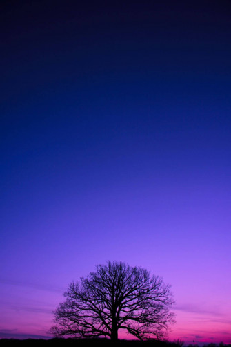 Top Purple Tree Wallpaper Full HD 4k To Use