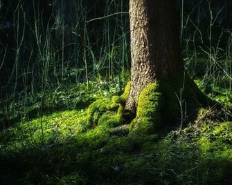 Black Forest Germany Wallpaper See To World