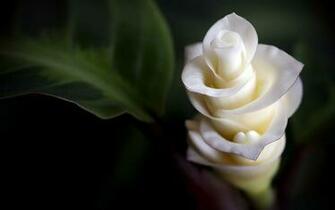 Exotic Flower Wallpaper