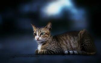 Cool Cat Wallpaper