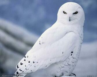 Wallpaper Owl Winter Desktop