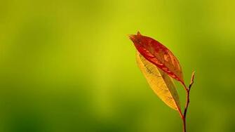 Photography Macro HD Wallpaper Wide 1080p Wiki