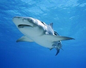 Tiger Shark Wallpaper