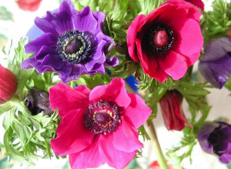 Anemone Flower Picture Wallpaper