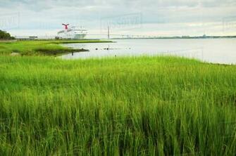 Usa South Carolina Charleston Green Rushes On Riverbank With