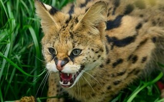 Hissing Wildcat Wallpaper