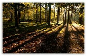 Mystical Forest HD Wallpaper For Standard Fullscreen Uxga Xga