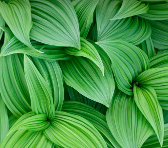 Green Leaf Wallpaper HD