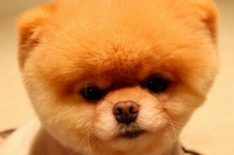 Cutest Dog Ever Wallpaper Desktop Background For HD