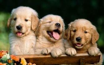Cute Pets Wallpaper 4kwallpaper Org