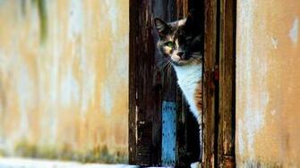 Funny Cat Desktop Pc And Mac Wallpaper Pictures To Like Or