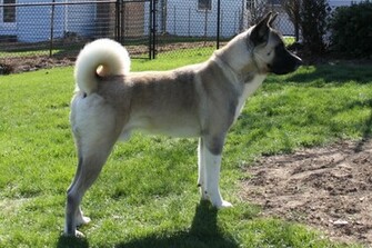 Akita Inu Wallpaper Desktop