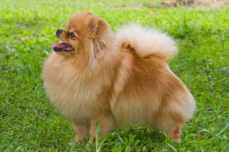 QHD Dog Wallpaper 4k Pics