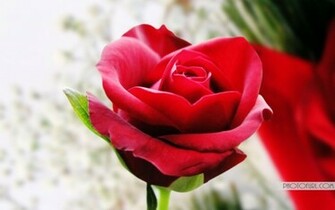 Most Beautiful Pink Yellow Rose Flowers Wallpaper Laptops Or