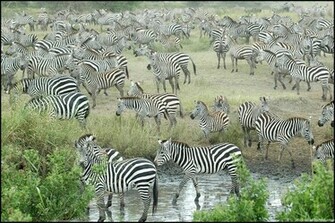 Source Url Smscs Photo Zebra Html