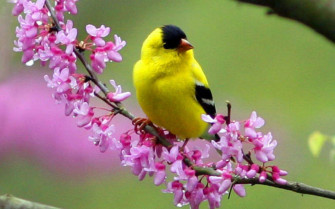 HD Birds Wallpaper