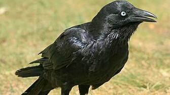 Raven Little Corvus Mellori Bird HD Widescreen Wallpaper Birds