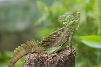 Wildlife Photography By Piccaya
