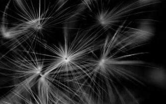Black And White Dandelions
