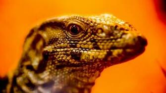 Lizard Wallpaper