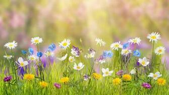 Spring Laptop Wallpaper At Wallpaperbro