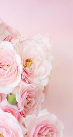 Amazing Floral iPhone Wallpaper On