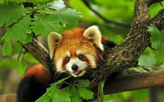 Animals Wallpaper Screenshot