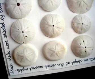 Sand Dollar Tattoo Designs