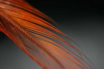 Wallpaper Pen Feather Red