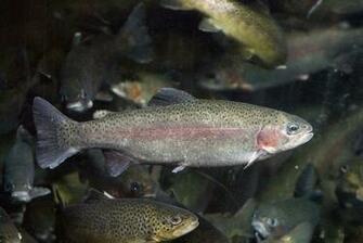 Rainbow Trout Brown Picture Tiger Brook