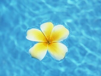 Frangipani Flowers Wallpaper