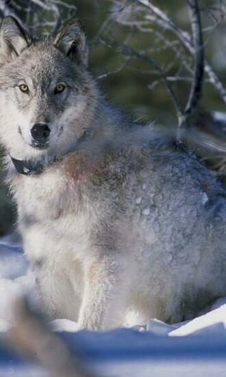 Wolf Wallpaper Android Apps Und Tests Androidpit
