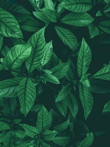 Leaf Background Image HD Background