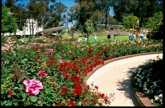 Rose Garden Wallpaper