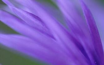 Mac Os X Tiger Wallpaper Windows Customization Winmatrix