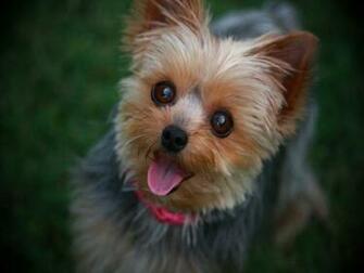 Yorkshire Terrier Wallpaper