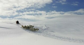 Wallpaper Greenland Dog