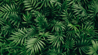 Bloomscape Zoom Background Apartment Therapy